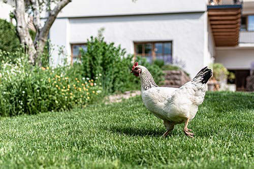 Maso Leimgruber - Agriturismo a S. Paolo