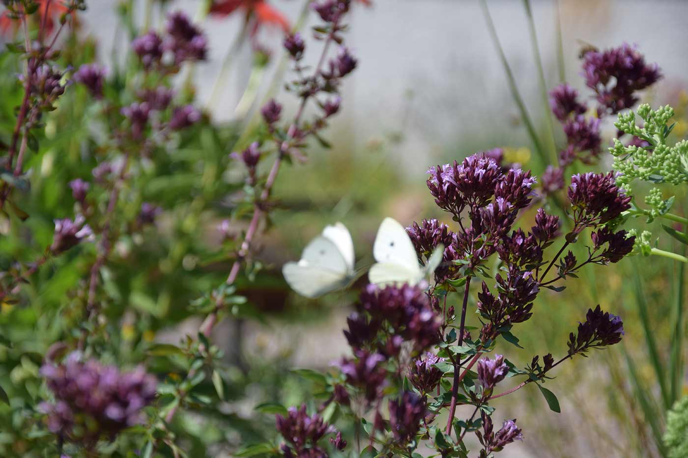 Blumen und Tiere im Garten Leimgruberhof